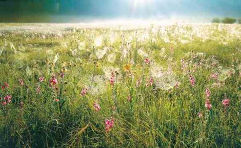 200 Reasons to Get Over Arachnophobia Image